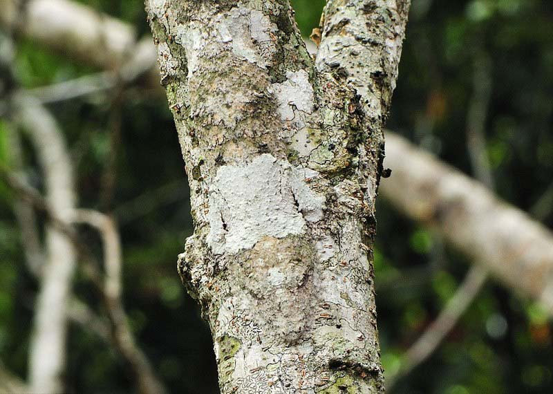 Anial camouflage uroplatus gecko2