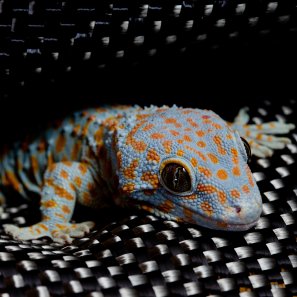 Tokay gecko gekko gecko resting on kevlar